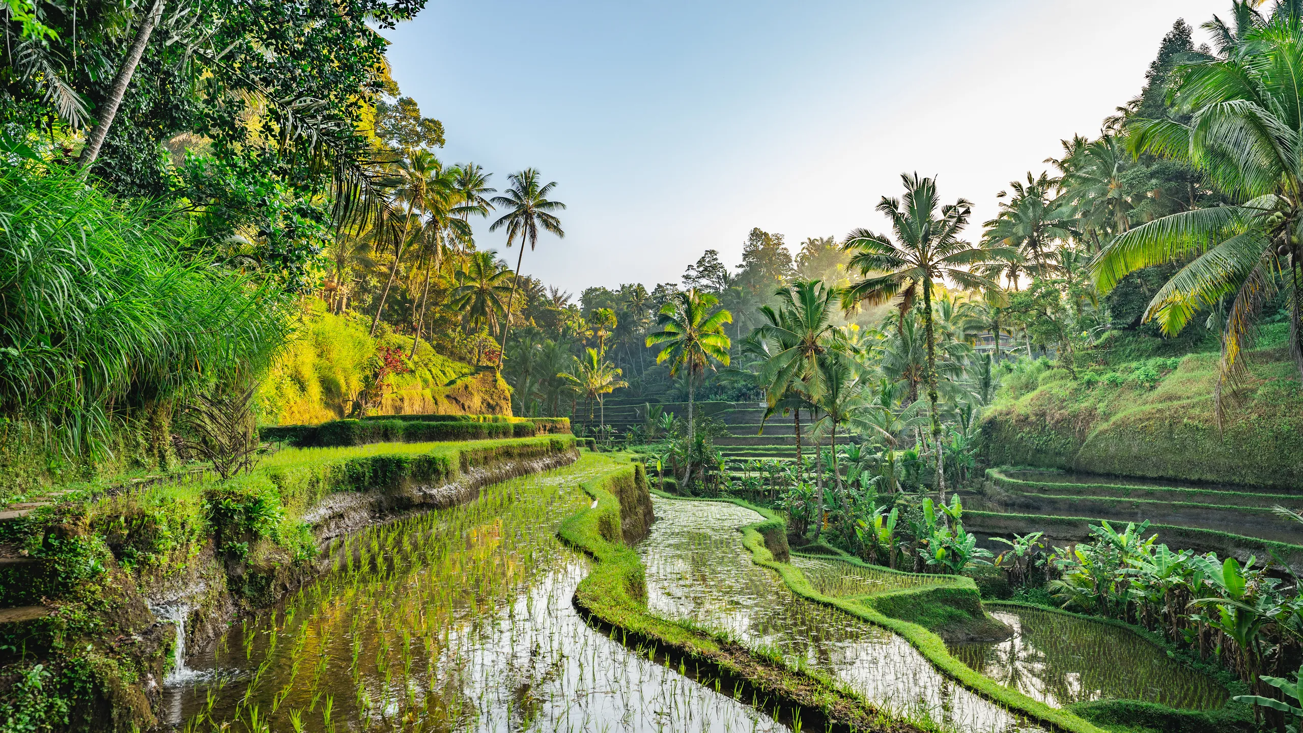 Lush green rice terraces in Bali — the backdrop to your training holiday